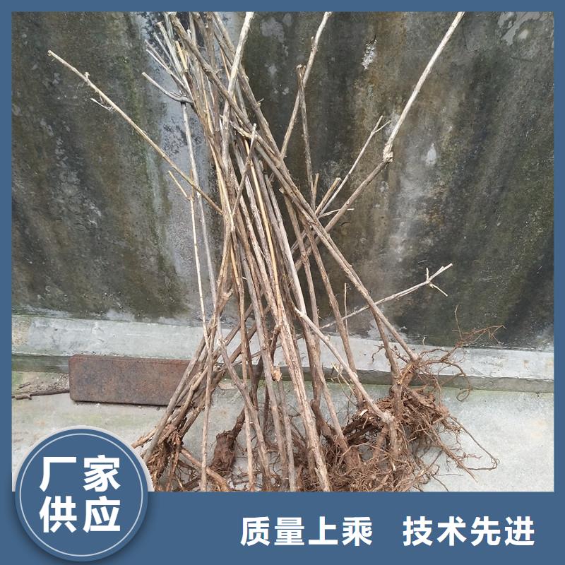 杈杷果【樱桃苗】多种场景适用质量为本