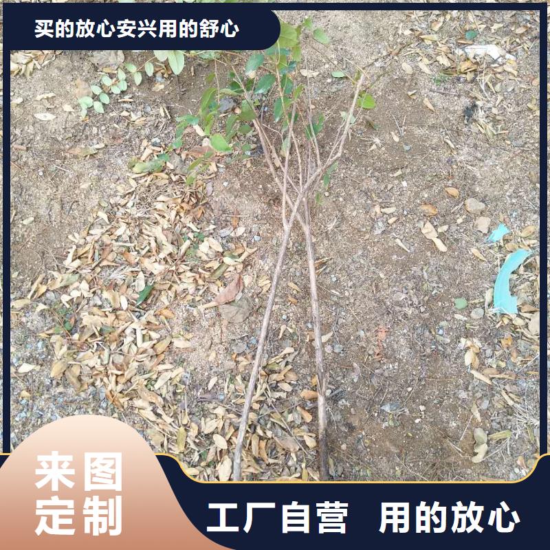 杈杷果苹果苗品质无所畏惧当地生产厂家