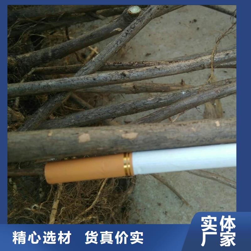 杈杷果苹果苗现货快速采购附近供应商