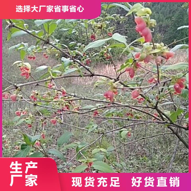 杈杷果【桃树苗】精工打造当地公司