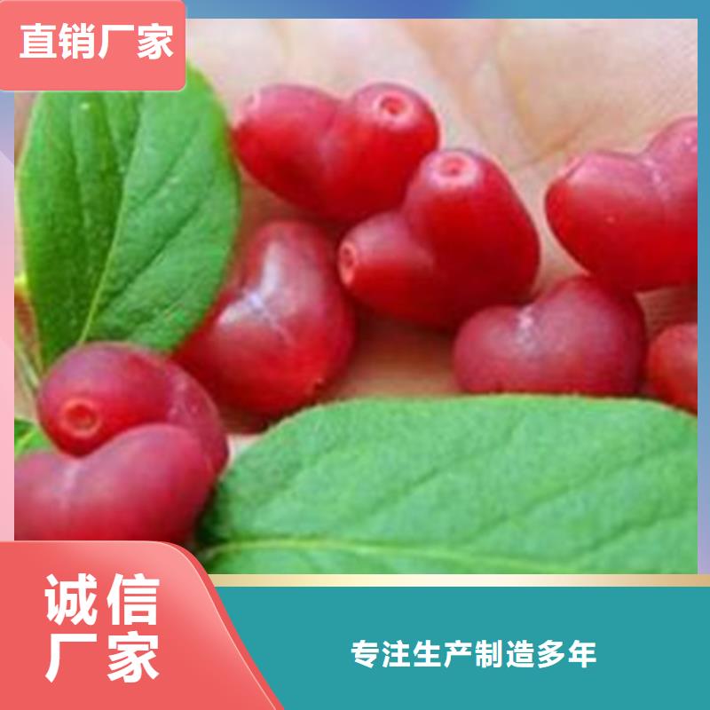 杈杷果,板栗苗专业的生产厂家同城生产厂家
