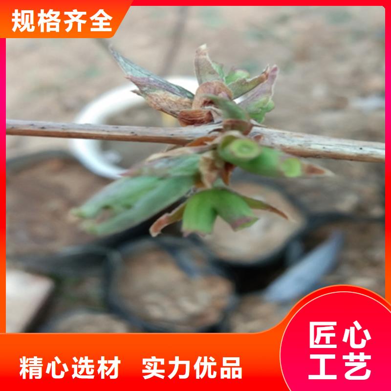 杈杷果梨树苗正规厂家本地生产厂家