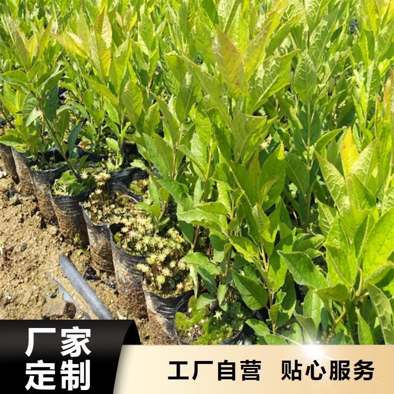 【北美冬青桃树苗产地采购】免费寄样