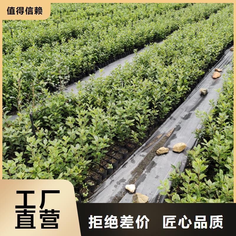 北美冬青梨树苗专注质量当地经销商