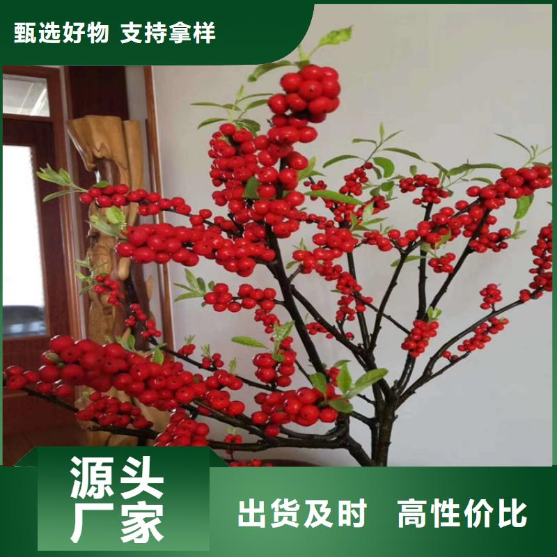 北美冬青,【石榴树】专注质量本地制造商