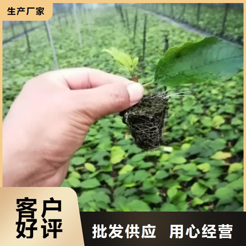 北美冬青桃树苗匠心打造本地生产厂家