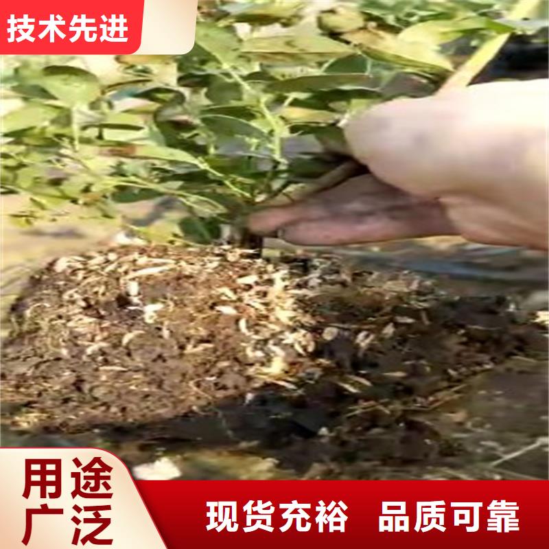 蓝莓苗【花椒苗】N年生产经验适用范围广