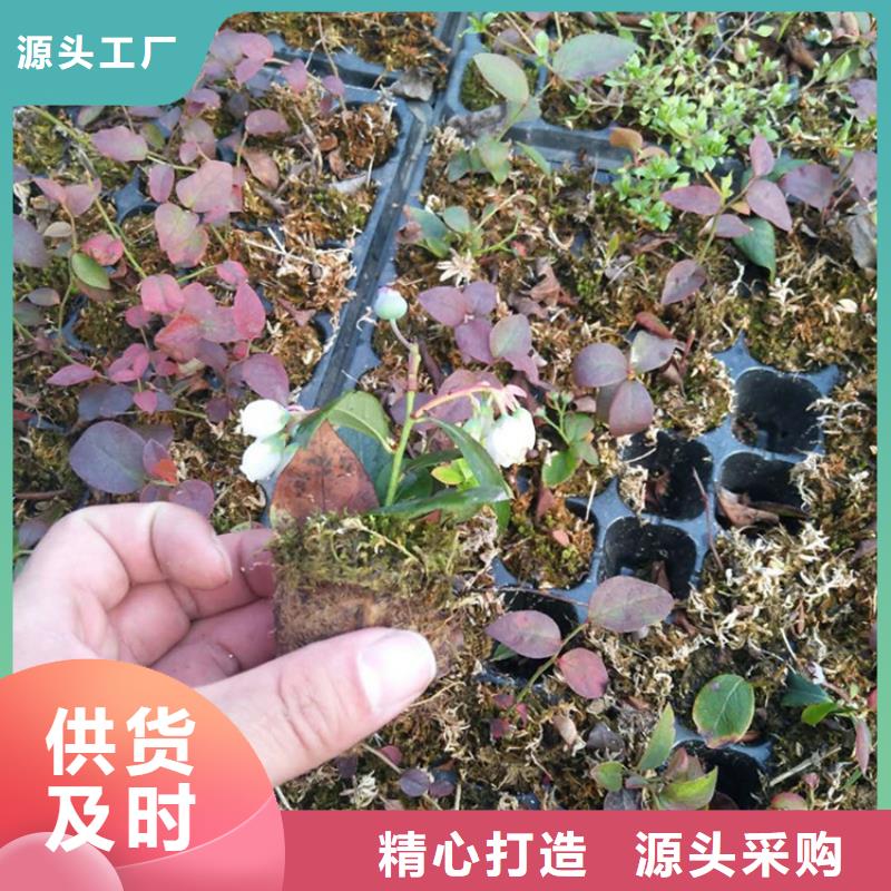 【蓝莓苗】_苹果苗严谨工艺同城厂家