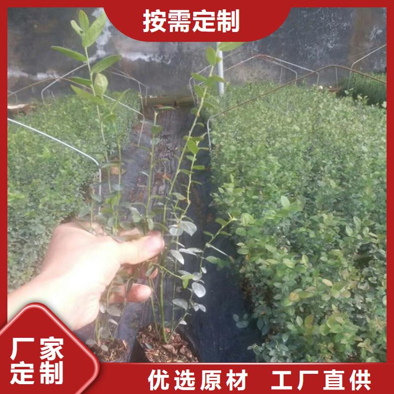 蓝莓苗-【樱桃苗】敢与同行比价格厂家大量现货