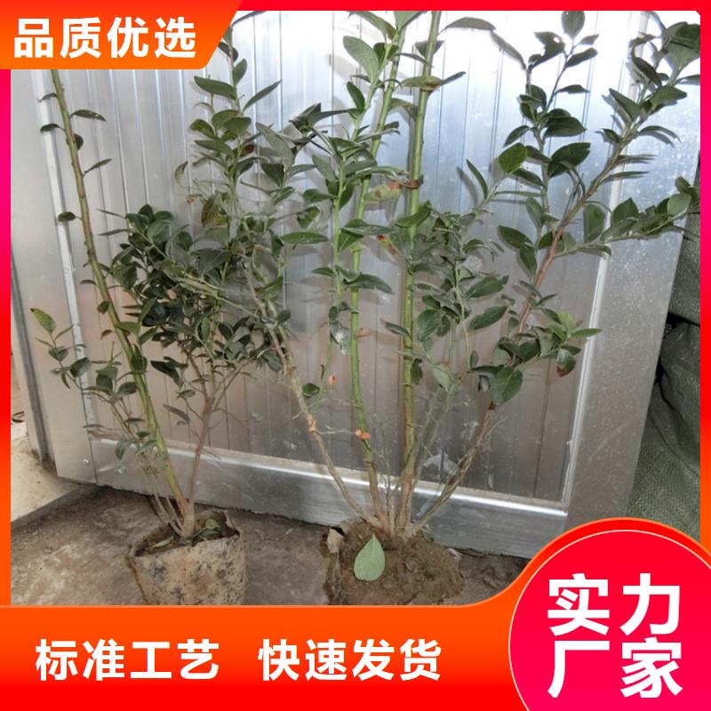 【蓝莓苗】苹果苗可接急单本地生产厂家