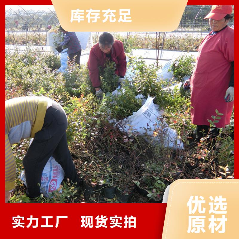 【蓝莓苗】桃树苗质量三包当地经销商