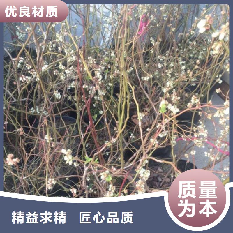 蓝莓苗苹果苗支持定制批发附近生产商