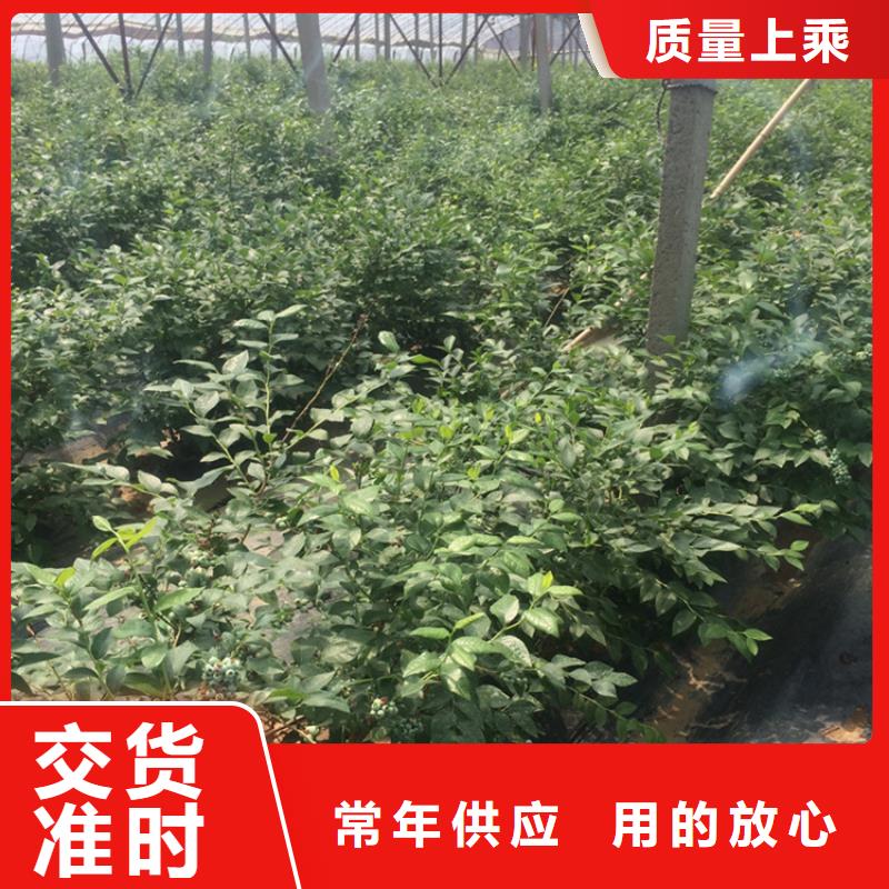 【蓝莓苗-樱桃苗市场报价】工厂价格