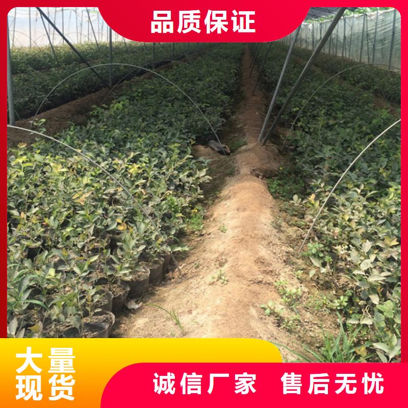 蓝莓苗嘎啦苹果支持大小批量采购实体厂家