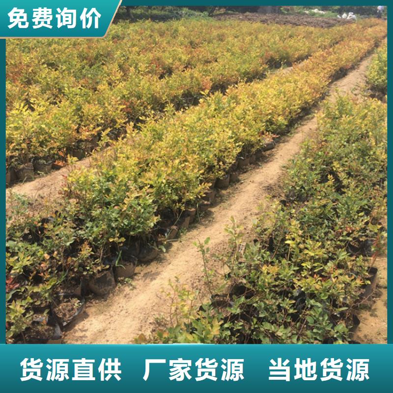 蓝莓苗无花果苗实体厂家支持定制当地供应商