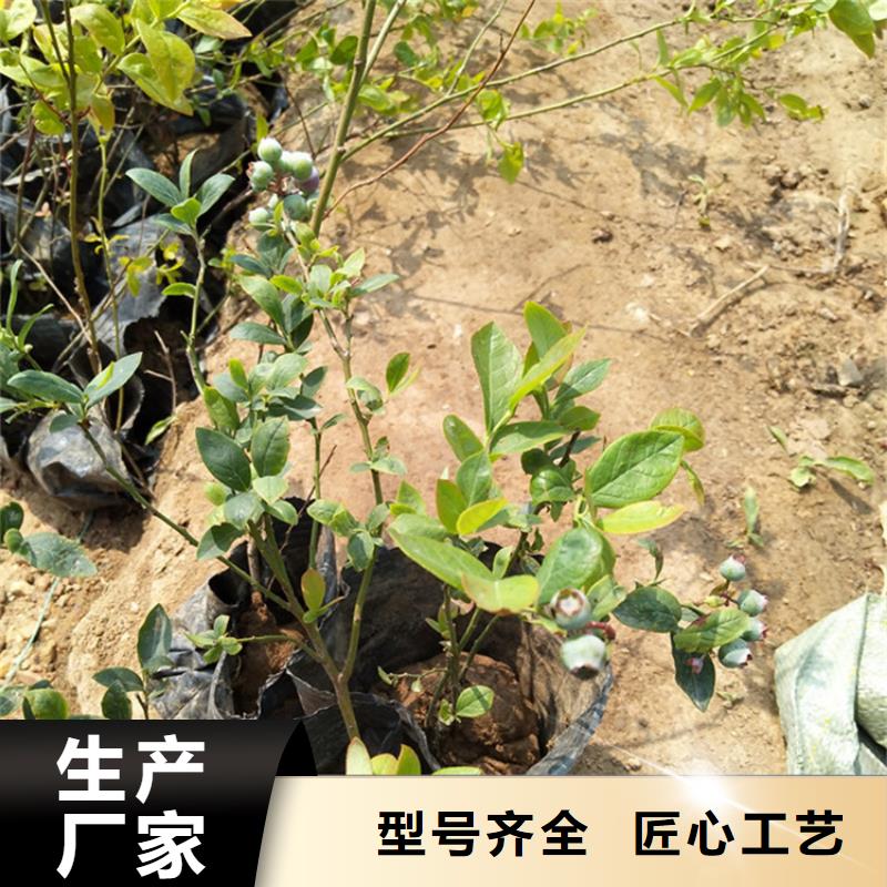 蓝莓苗_奶油草莓让客户买的放心本地生产厂家