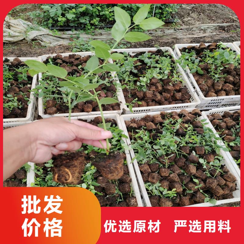 蓝莓苗,黄瓜苗种类丰富厂家直营
