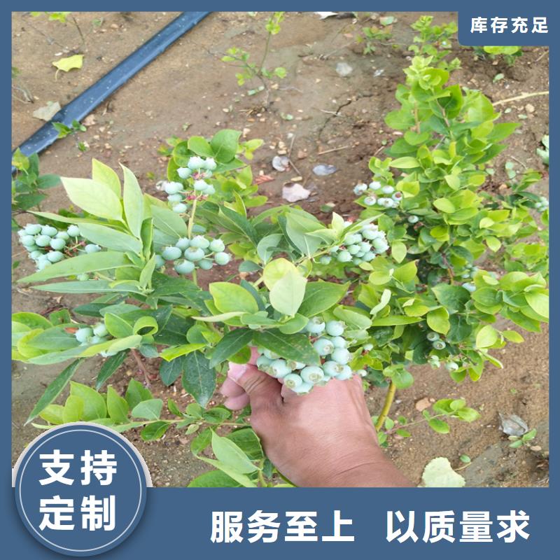 蓝莓苗-【苹果苗】库存量大追求品质