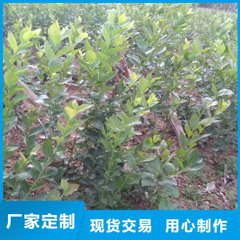 蓝莓苗樱桃苗批发货源适用场景