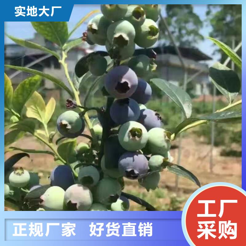 【蓝莓苗】_草莓苗常年供应真材实料加工定制