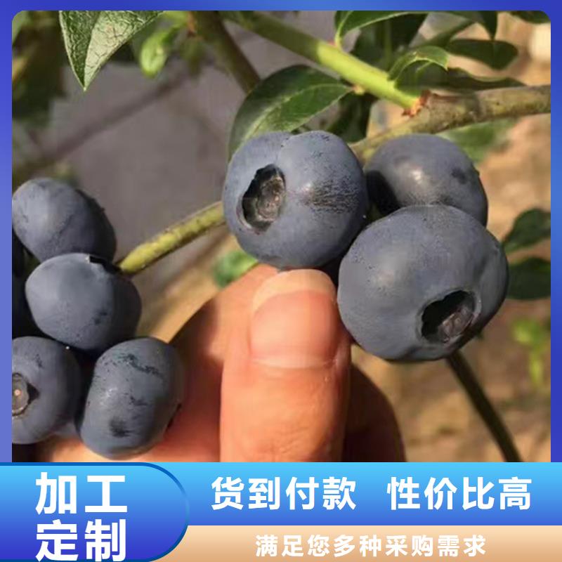 蓝莓苗精益求精送货上门