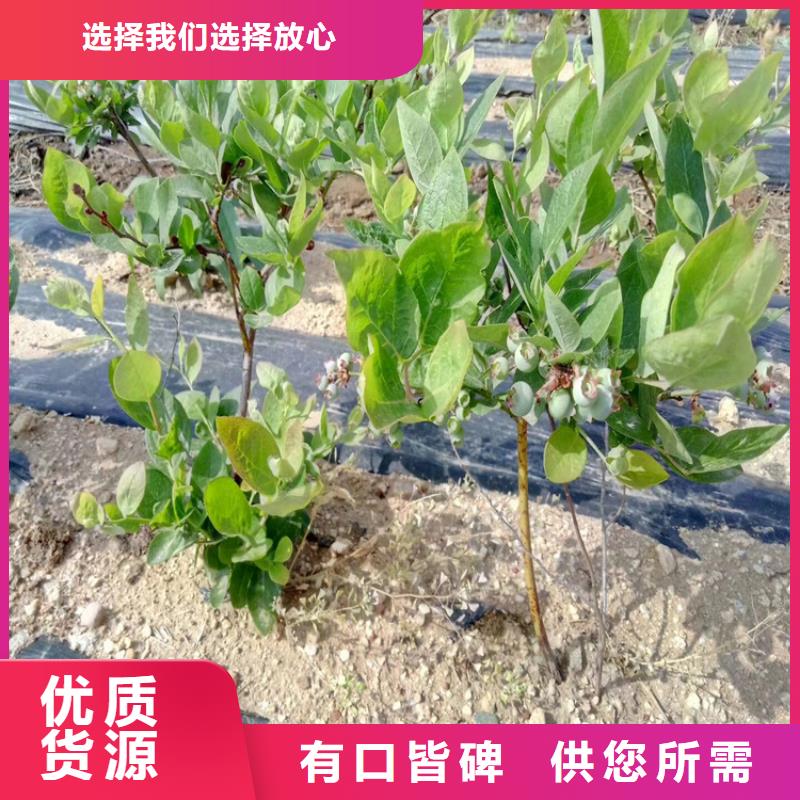 蓝莓苗苹果苗源头厂家供应产品优势特点