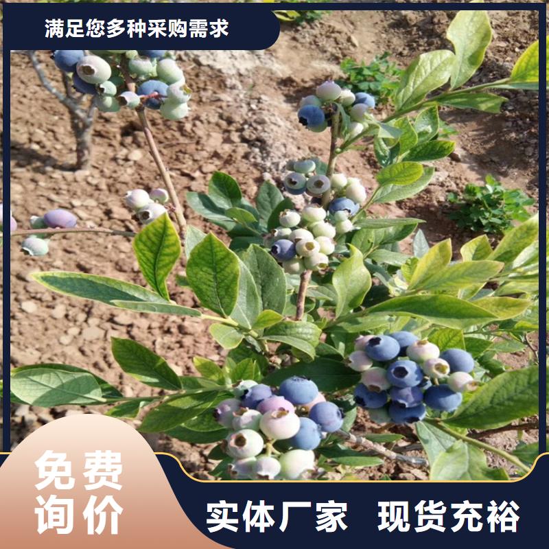 蓝莓苗无花果苗精心选材附近品牌