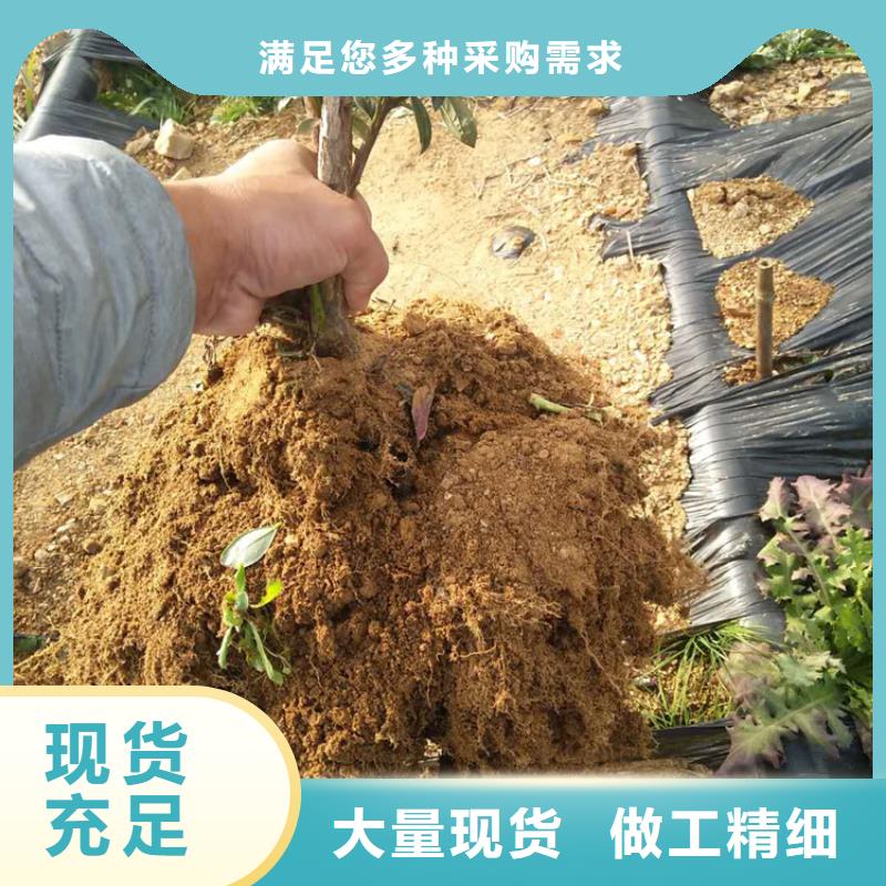 蓝莓苗【苹果苗】款式多样现货齐全售后无忧