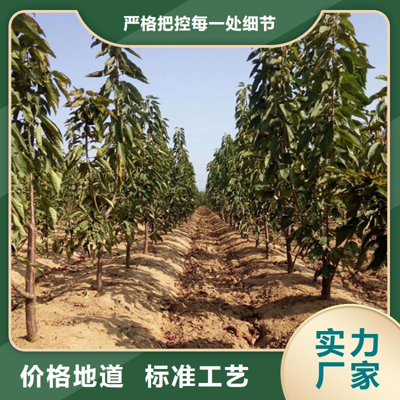 樱桃_樱桃苗买的放心同城生产商