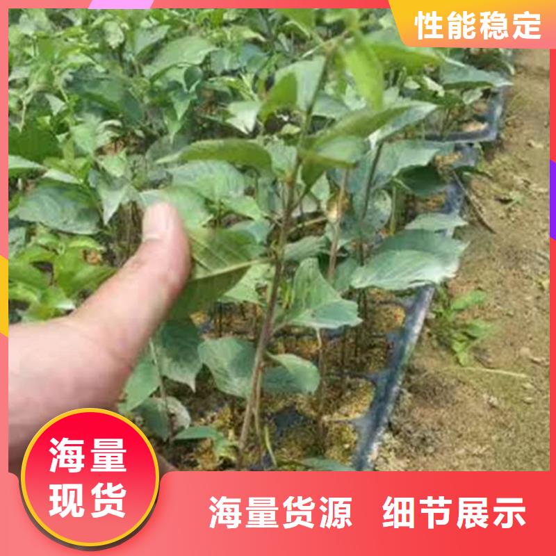 【樱桃樱桃苗注重细节】满足客户所需