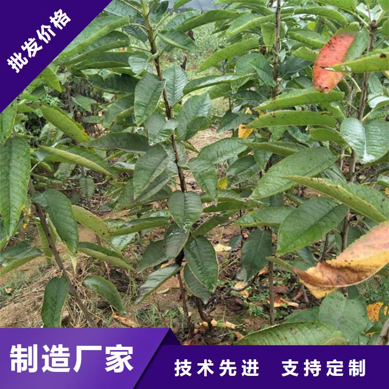 樱桃玛瑙红石榴苗好产品放心购实力厂商