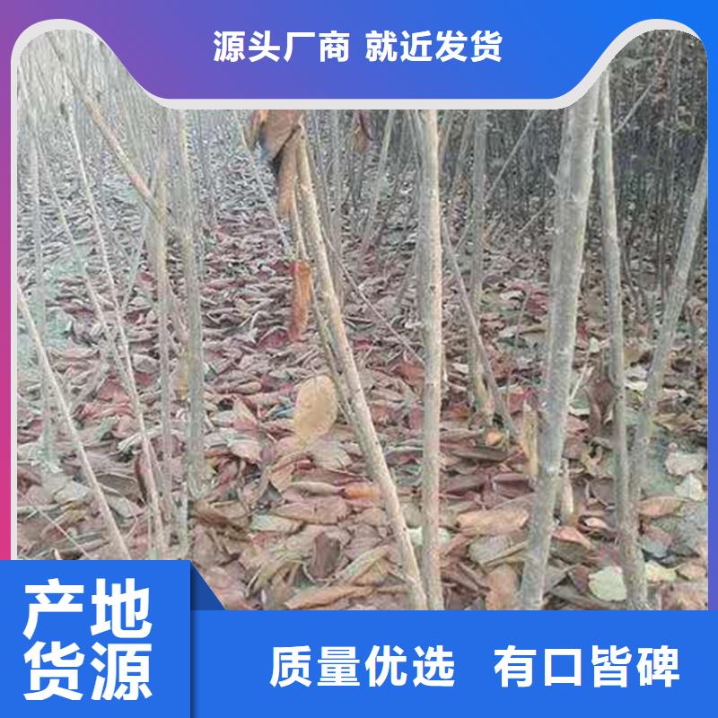 樱桃梨树苗的简单介绍当地公司