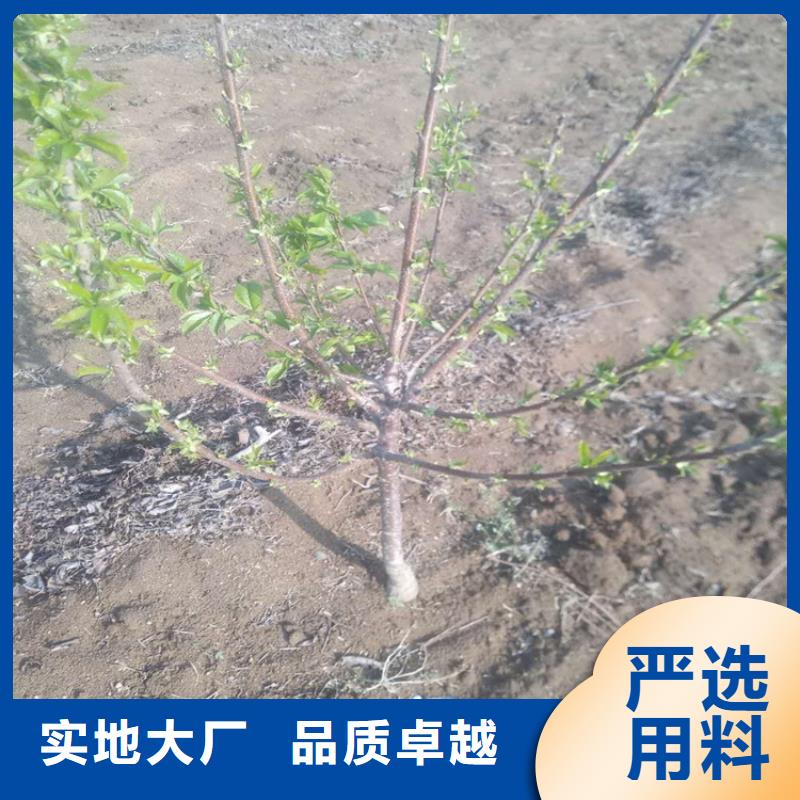 【樱桃】西瓜苗长期供应当地制造商