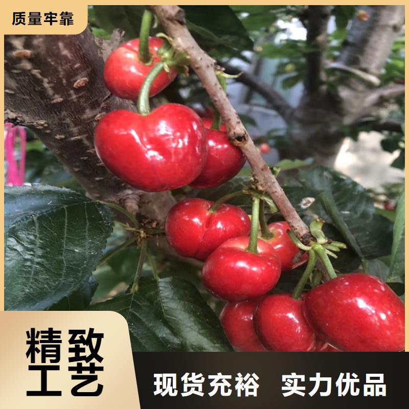 樱桃樱桃苗源头厂家直销品质优良