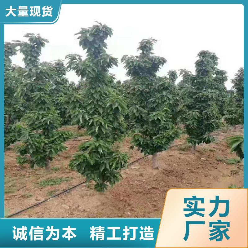 樱桃无花果苗一站式采购商用好材做好产品