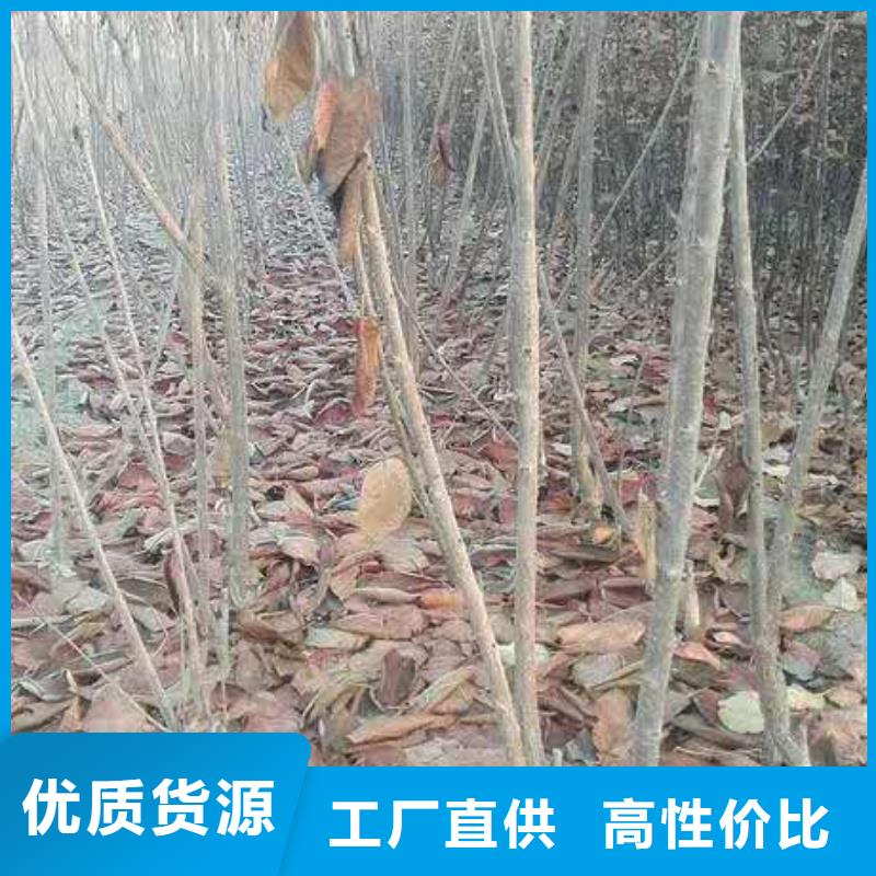 樱桃,【嘎啦苹果】符合国家标准产地采购