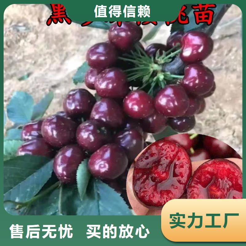 樱桃_【桃树苗】应用广泛低价货源
