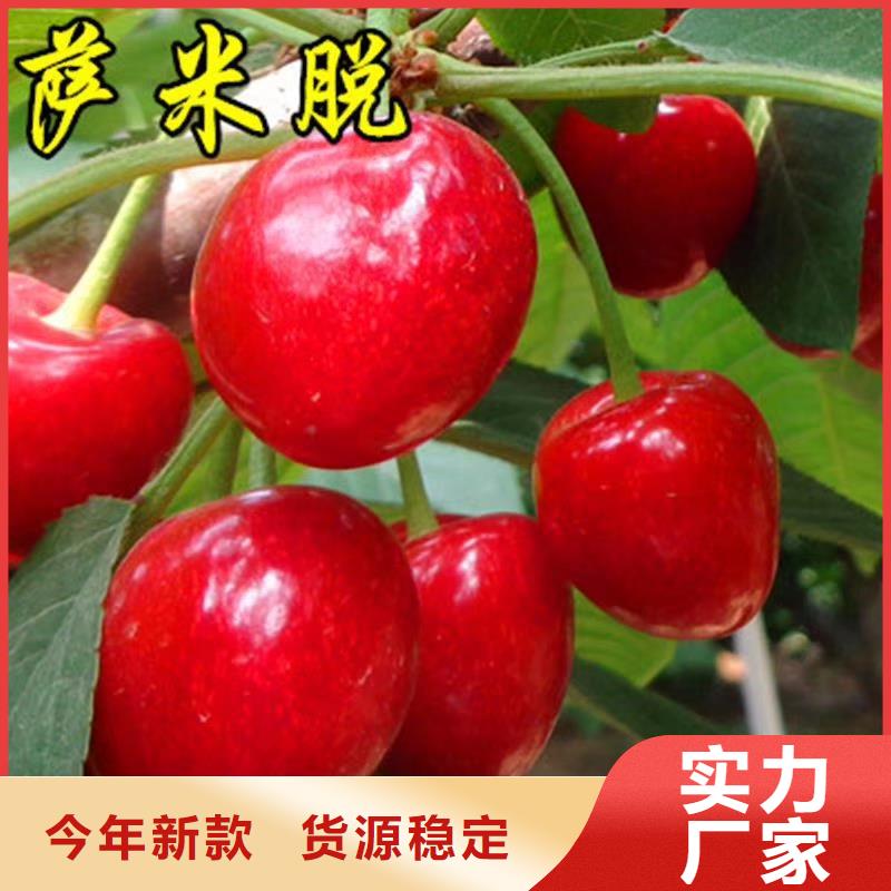 樱桃红颜草莓质量看得见大量现货供应