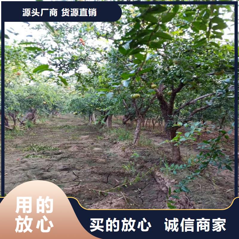 石榴苹果苗服务周到本地经销商