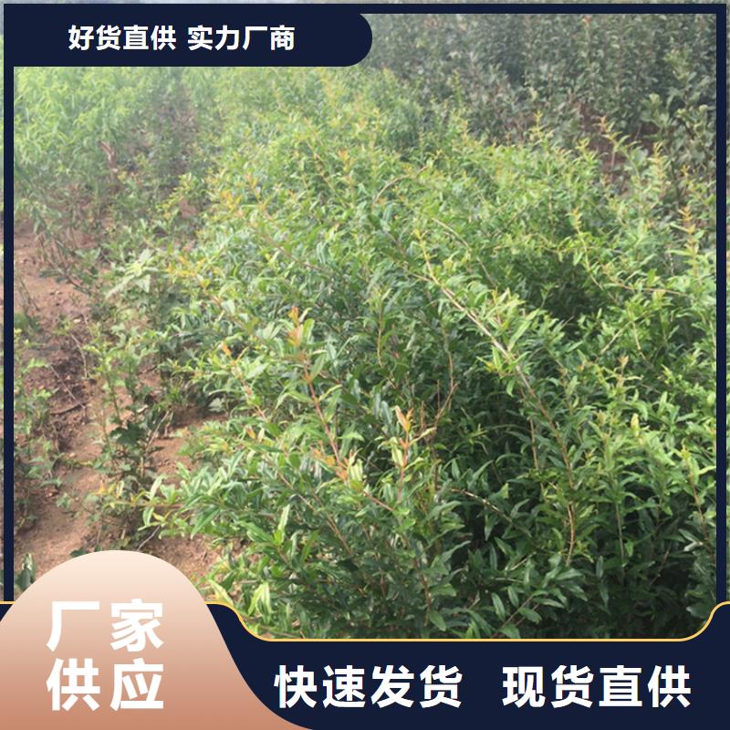 石榴花椒苗来图来样定制现货采购