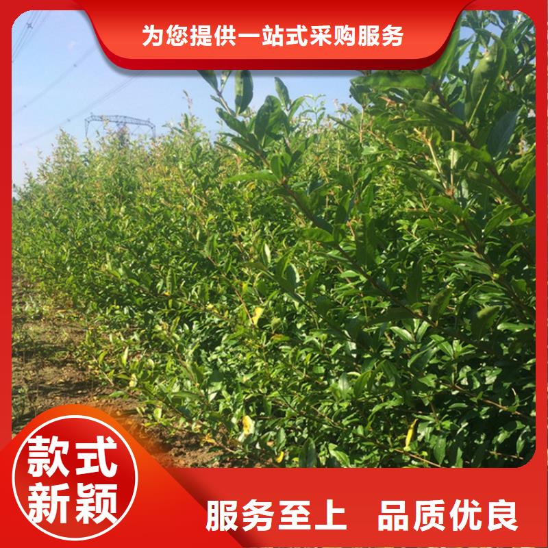 石榴石榴树苗品质优良国标检测放心购买