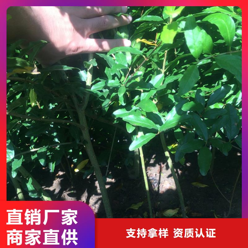 石榴苹果苗不断创新当地服务商