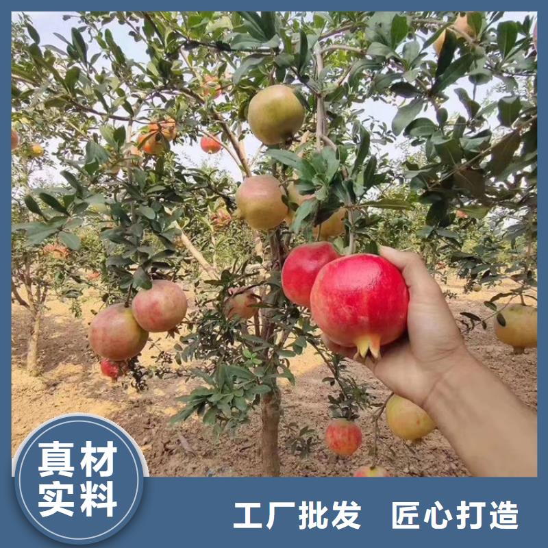 【石榴】无花果苗严格把控每一处细节多年实力厂家