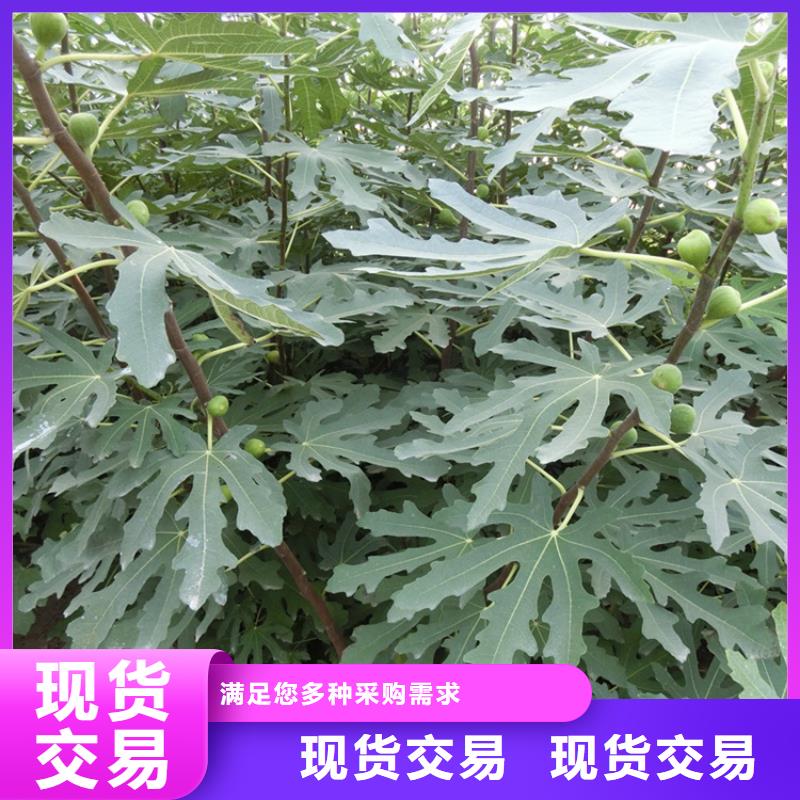 【无花果樱桃苗快捷物流】质量优选