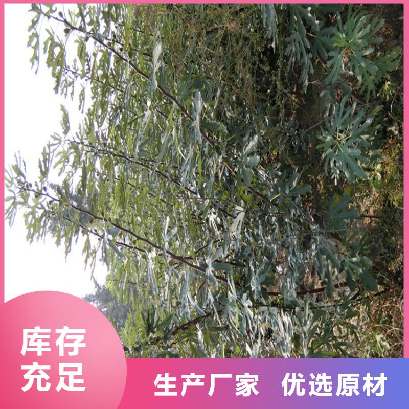 无花果花椒苗现货实拍常年出售