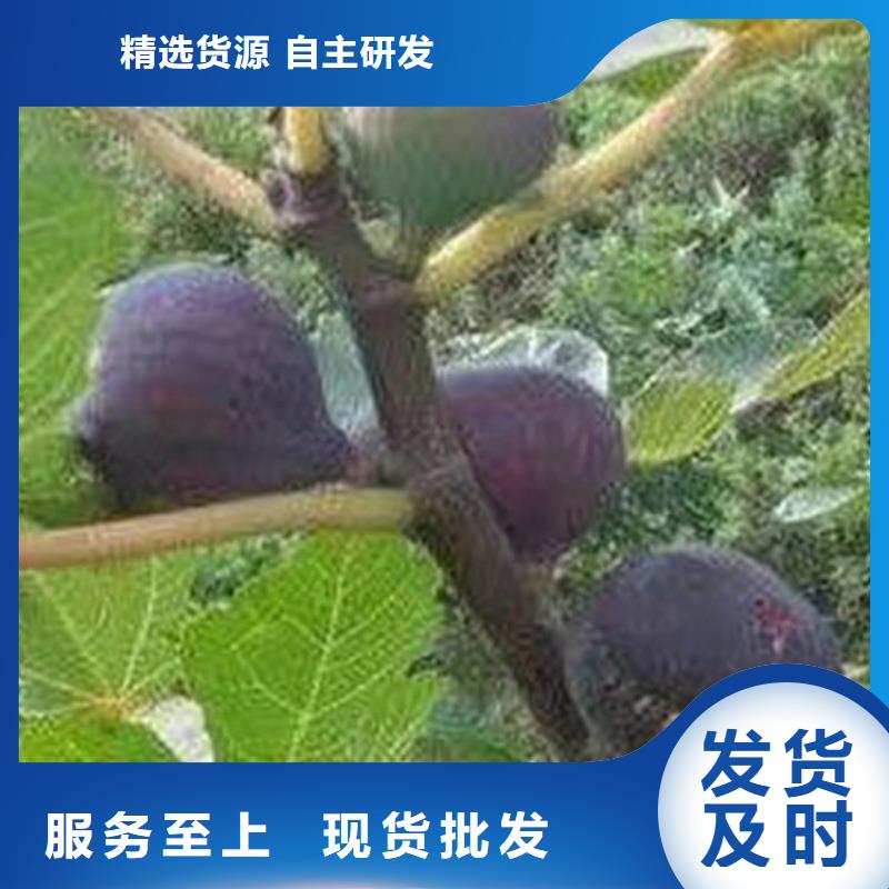 【无花果】桃树苗实体厂家优选好材铸造好品质