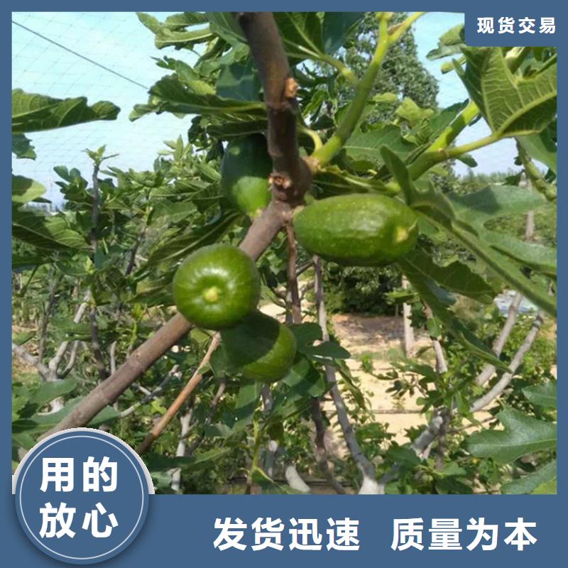 无花果樱桃苗常年出售多年实力厂家