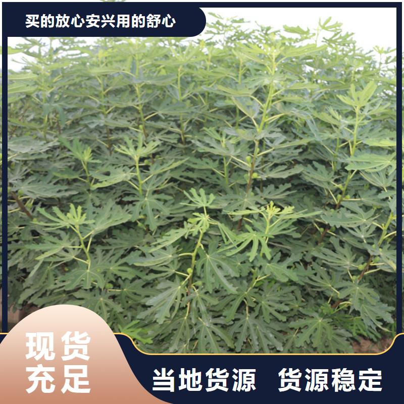 【无花果】樱桃苗定制速度快工期短严格把关质量放心