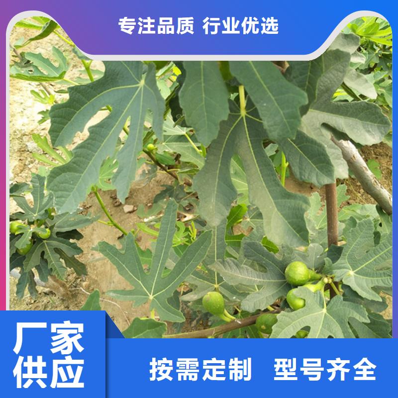 【无花果】苹果苗保障产品质量买的是放心