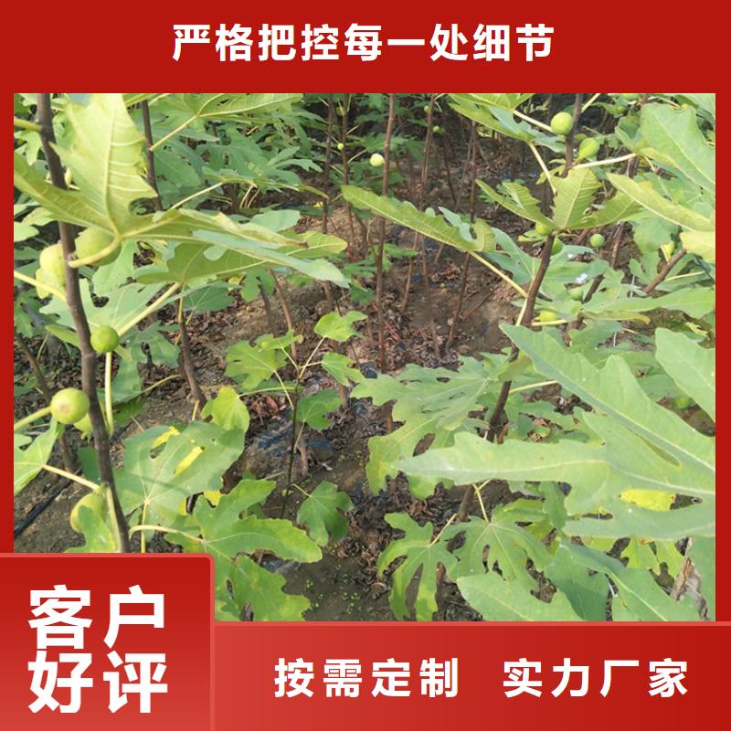 无花果西瓜苗厂家拥有先进的设备老品牌厂家